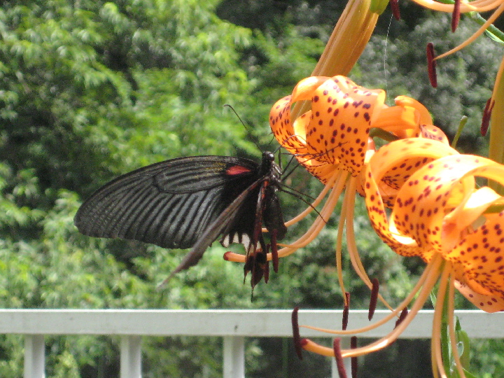 Flower & Butterfly