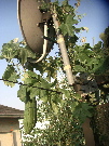 Sponge Cucumber