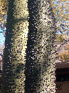 Spike Tree