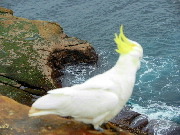 Burds in AUS