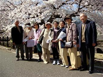 桜の下にて