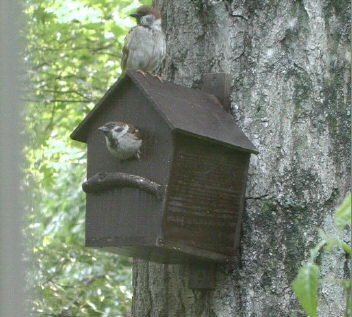 �����ɐ�