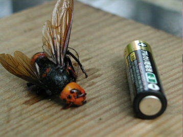 �X�Y���o�`