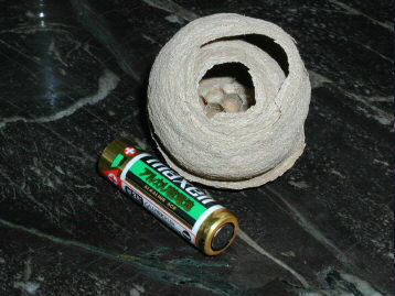 「新築中?」の巣