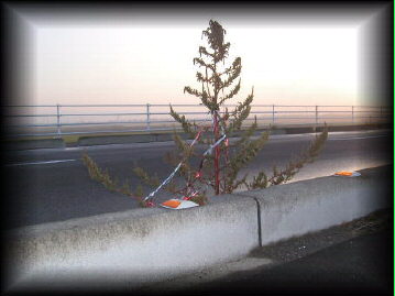 ���H�̌��Ԃ���ł������N���X�}�X�c���[�̕���