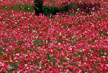 ��ʐ^�Ԃȃ|�s�[��