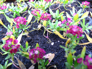 �A���b�T��