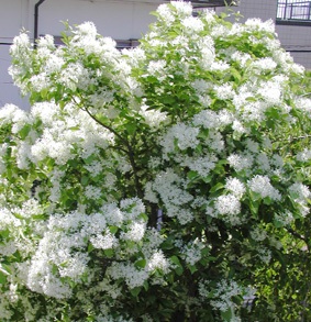 �Ȃ񂶂���񂶂�