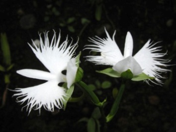 �T�M�\�E �N���[�Y�A�b�v