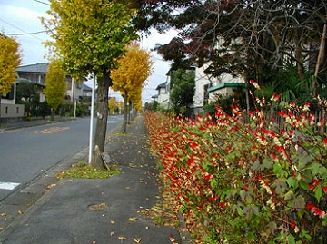 �~�i���o�[�^