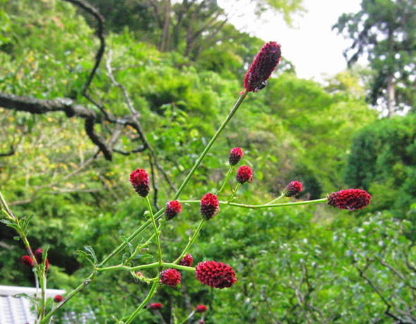 �G�߂̕��i�F���c���ɍ炭�ᖒ�g�i�������R�E�j