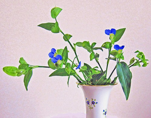 IicNT)